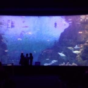 the National Marine Aquarium in Plymouth, UK